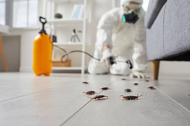 Commercial Kitchen Cockroach Control in Corte Madera